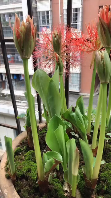猜猜这是什么花？