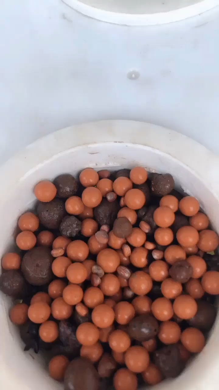 刚播种的萝卜种子