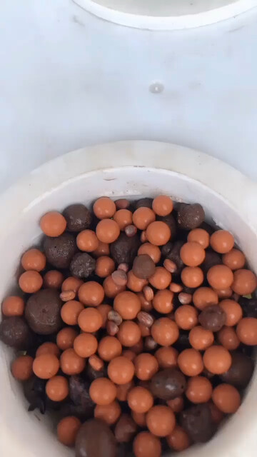 刚播种的萝卜种子