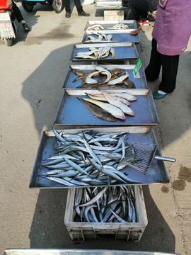 莱州海鲜斌弟的图片