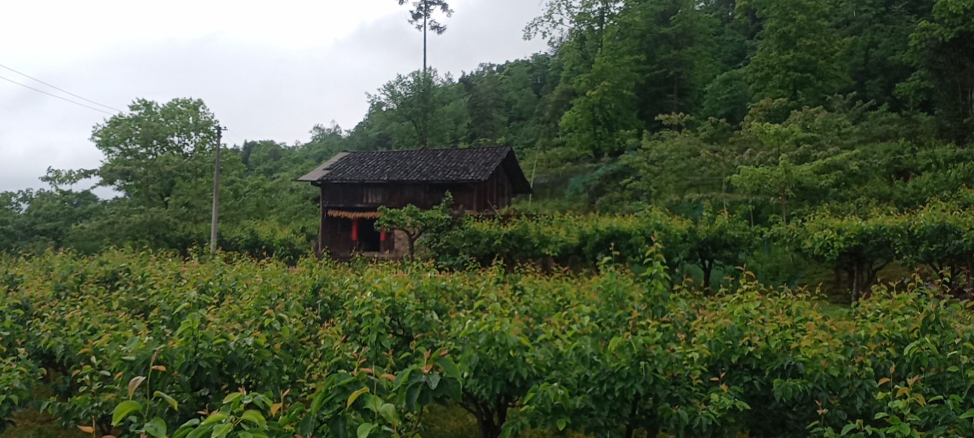三妹在农村的图片