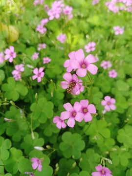 小芳，🌸减肥打卡主播照片