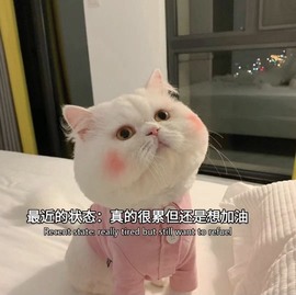 萌妃不甜了主播照片