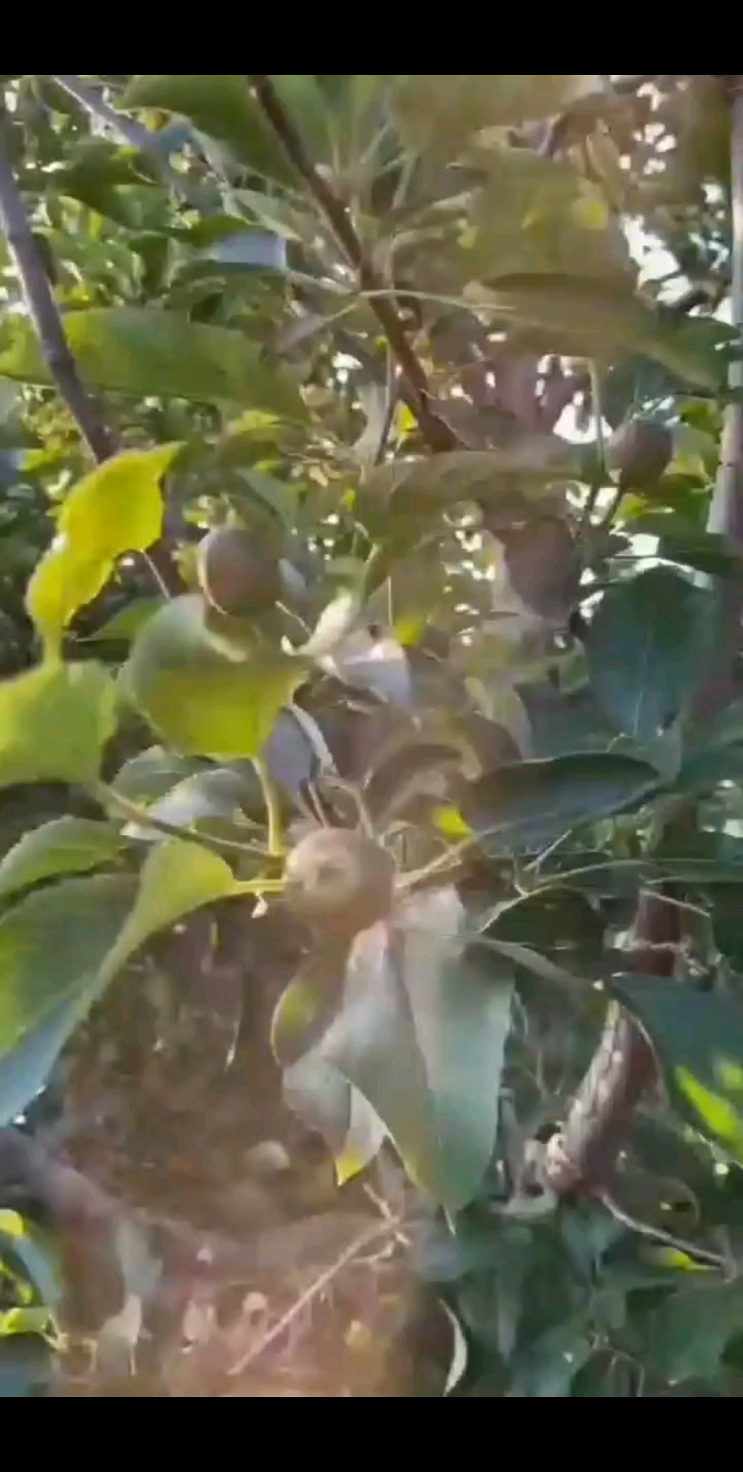 沐浴着阳光努力生长这