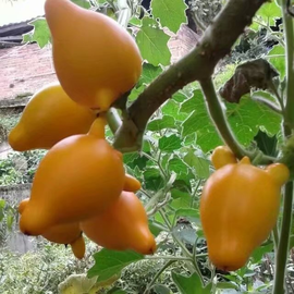 დ释怀დ主播照片