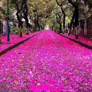 花地大道🌙海报