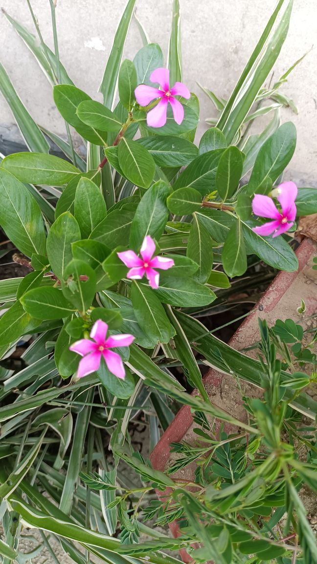玟玟🌸的图片