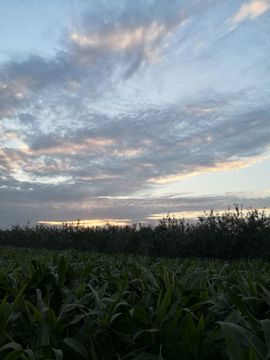 陌上╰.╯花开ღ主播照片