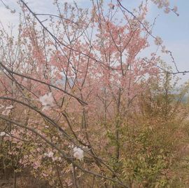 一只舒芙蕾主播照片