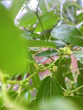 胖可退了主播照片