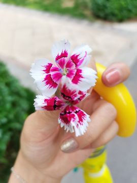 洛洛梨主播照片