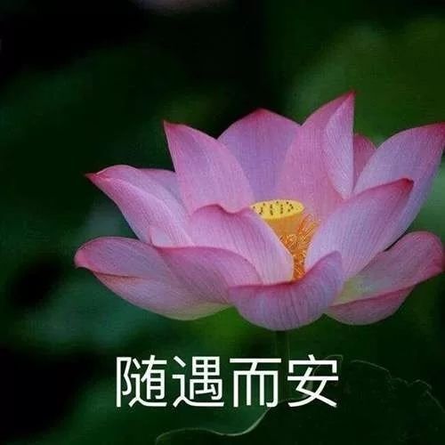 小黄黄黄黄黄.的图片