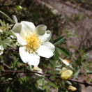 山花0