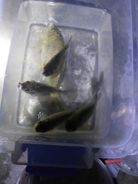 艾玛失踪人口主播照片