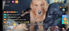 别了，聊聊天主播照片