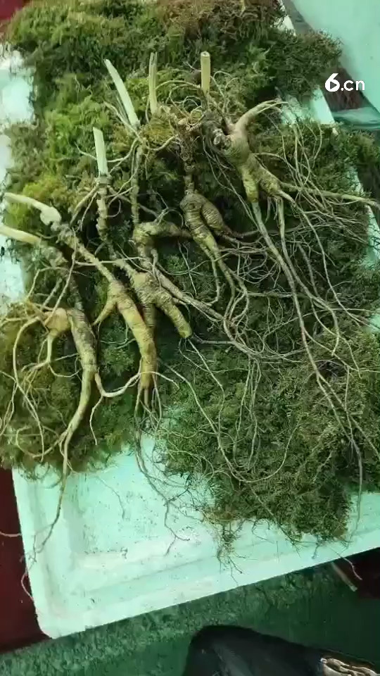 你值得拥有，放山货老山参！