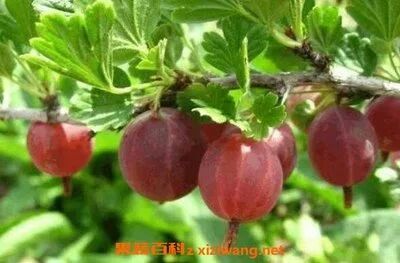 冰心一片在玉壶的主播照片