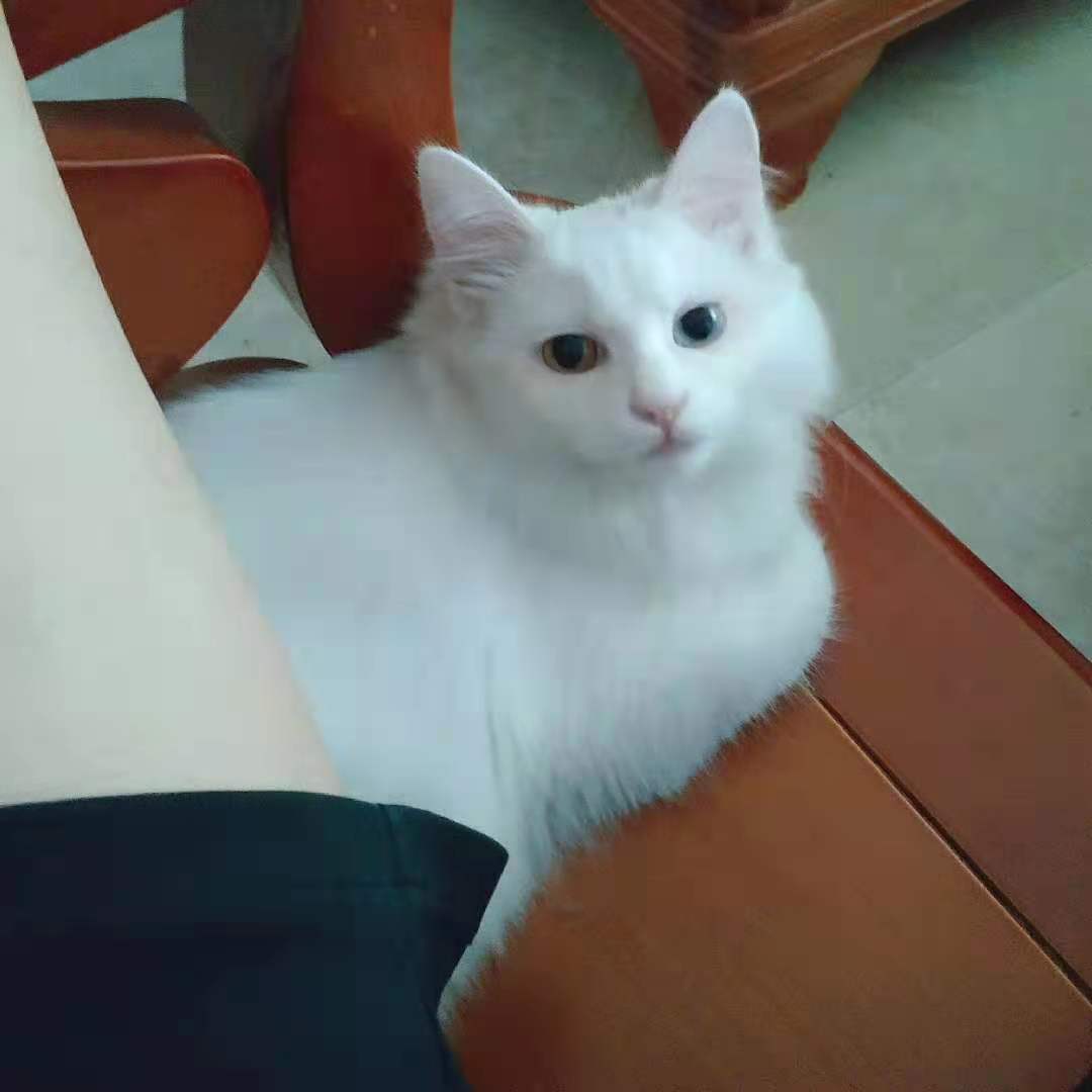 雨閣汽貿(mào)?李先生.的主播照片