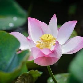 柒柒求求求求升级呀主播照片