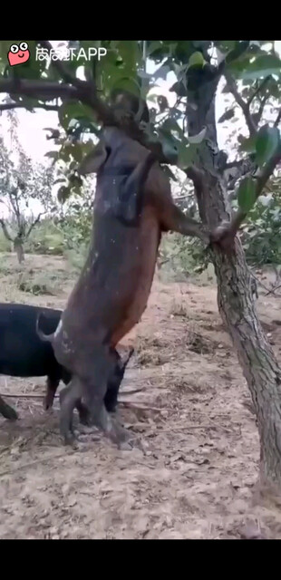 会上树的猪
