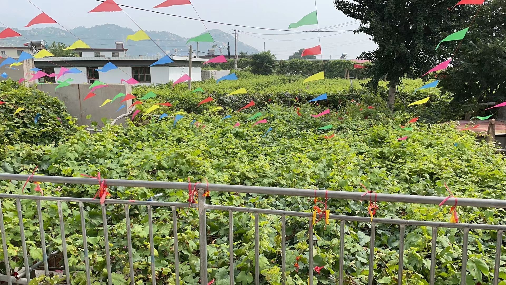 ♬情怀主播照片