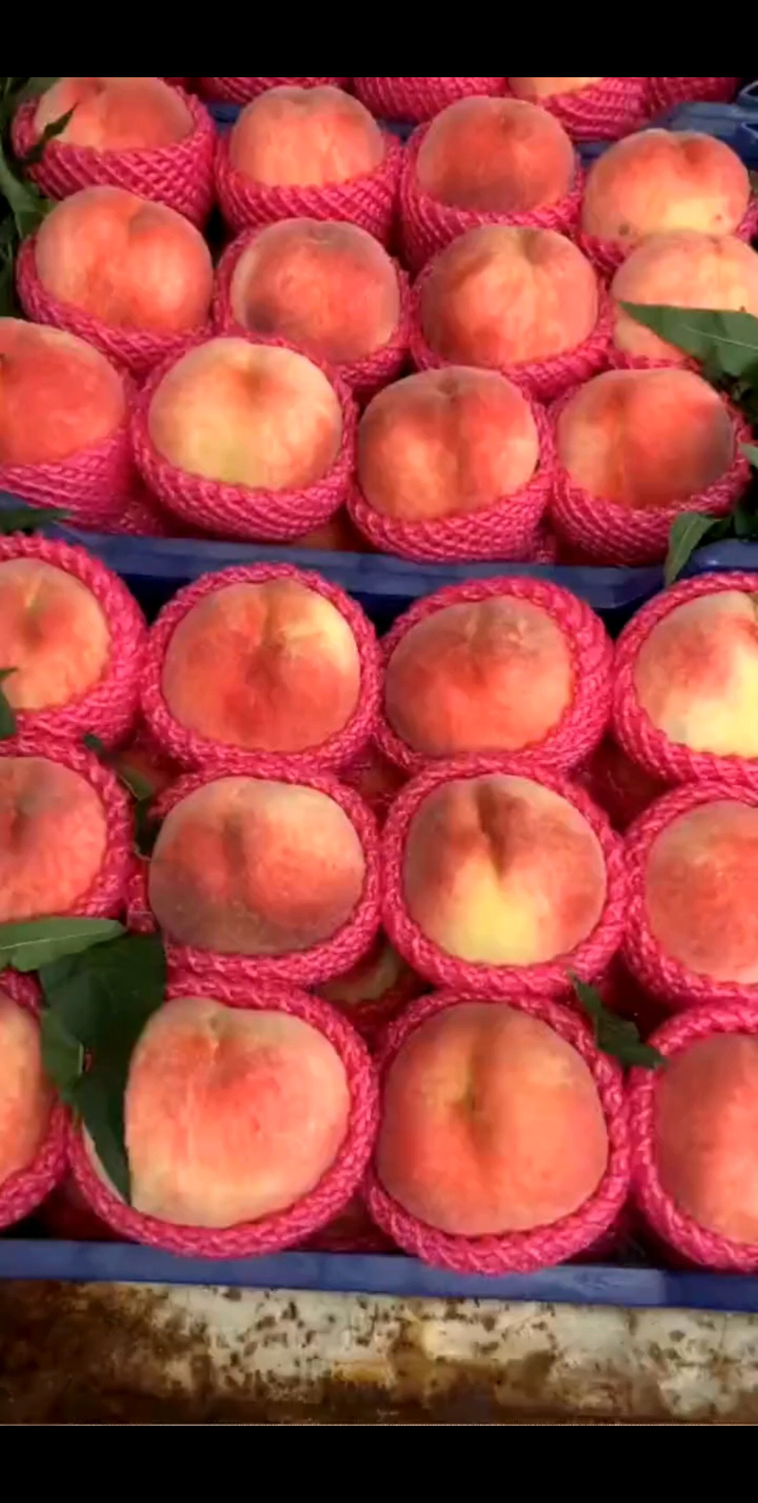 精品水蜜桃走一波