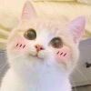 逍遥嚻