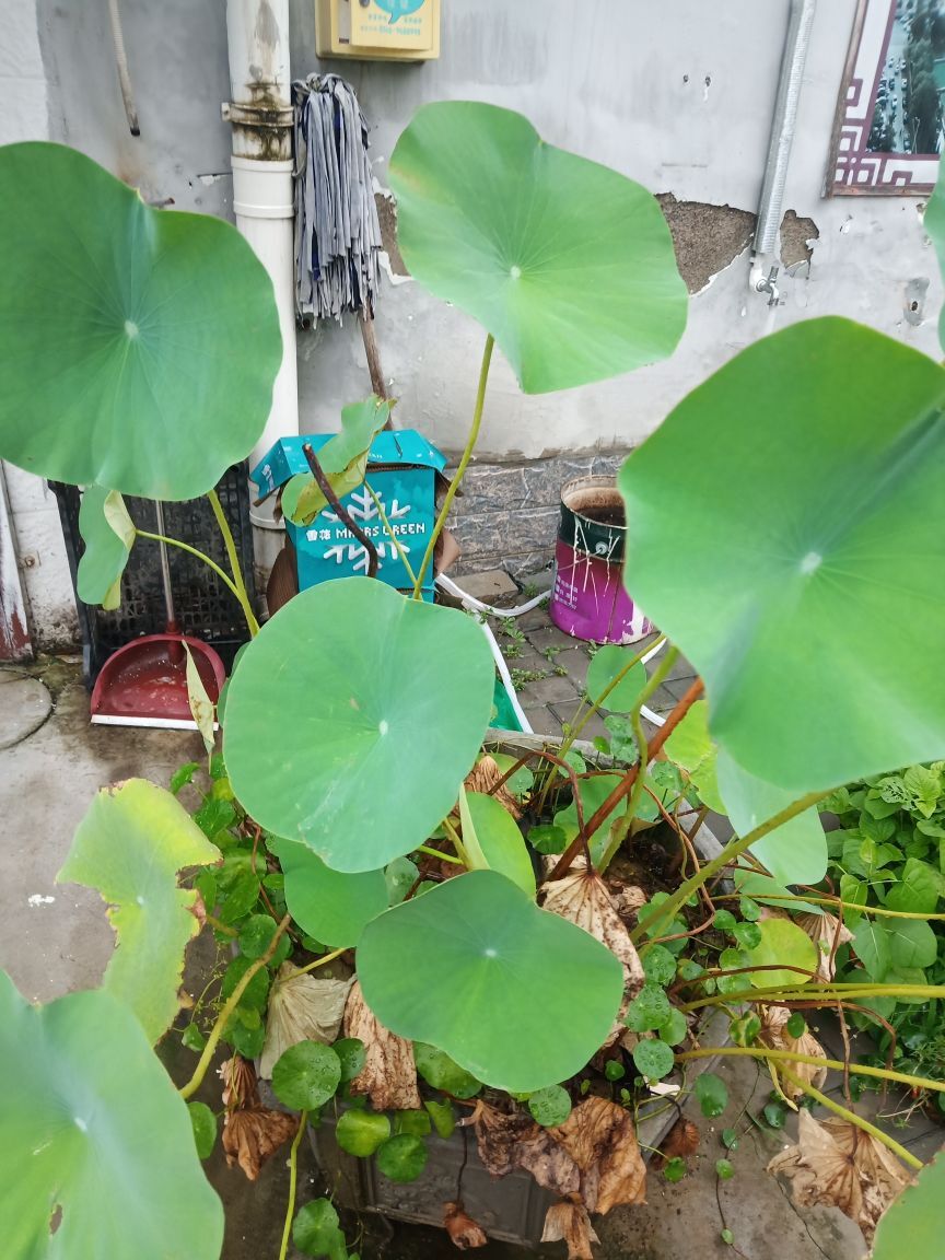 果果(平安好运)的图片