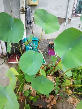 果果(平安好运)主播照片