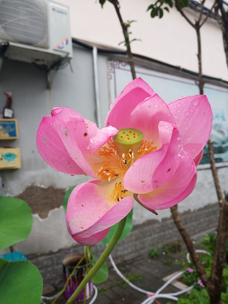 果果(平安好运)的图片
