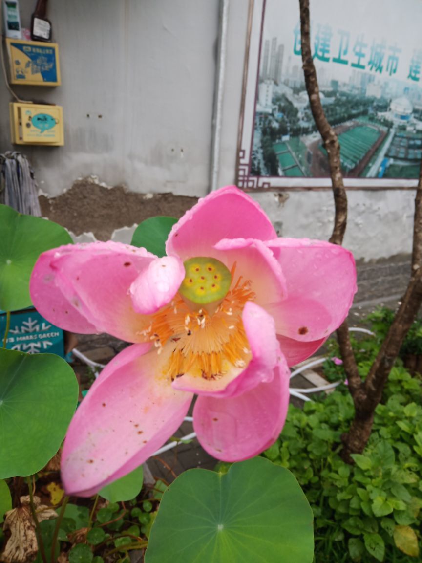 果果(平安好运)的图片
