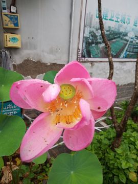 果果(平安好运)主播照片