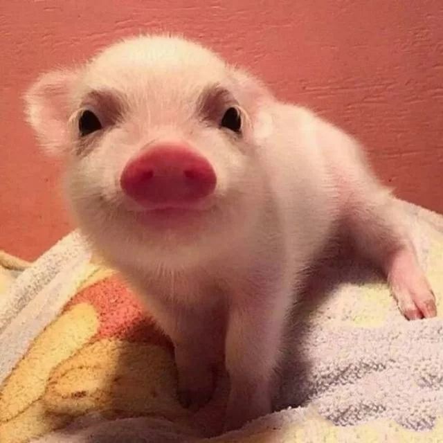 小黄黄黄黄黄.的图片