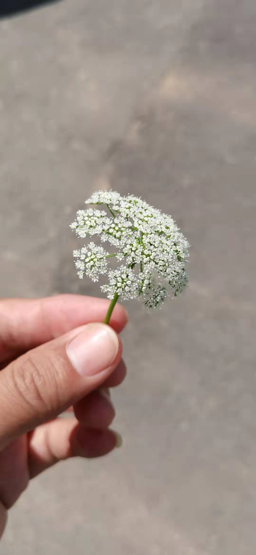 🌀你是我的善良💤的主播照片