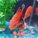 北方gie