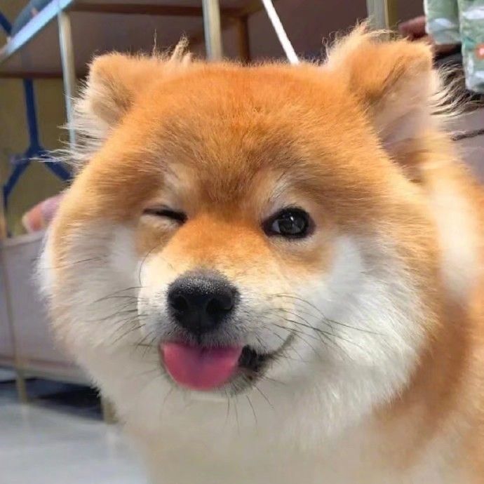 萌新多多求升级主播照片