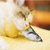 赖猫爱吃小鱼仔的头像