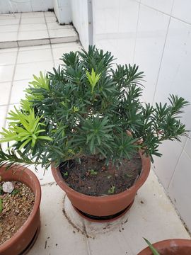 凱晴6726主播照片