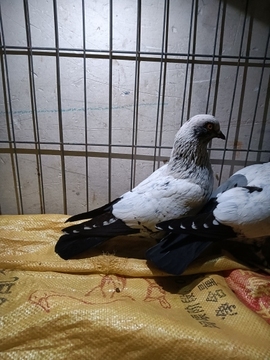 小潘总🐦主播照片