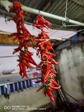H红叶主播照片