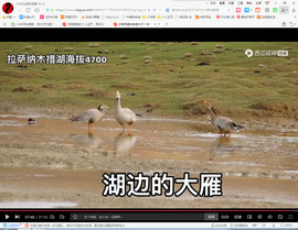 保利哥主播照片