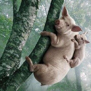 我养的猪会上树