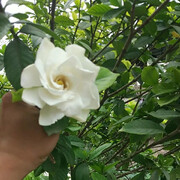 我老公陈头像