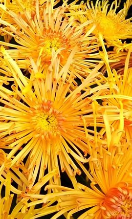 დ释怀დ主播照片