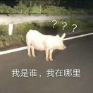小k!k