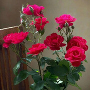 花无百日红🌹