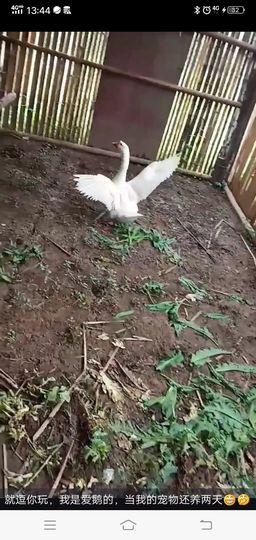 果果(平安好运)主播照片