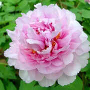 花好月圆--