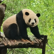 派大星的海底世界的头像