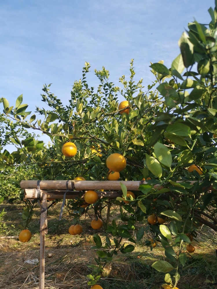 🍊小布布的图片